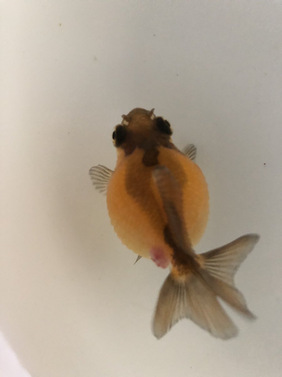 みか 赤いできものが出来たピンポンちゃんグリーンfゴールド顆粒で1週間薬浴していたんですが治らなくて 現在塩浴だけしています 金魚