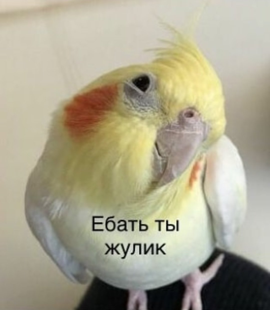 Мемы с попугаем