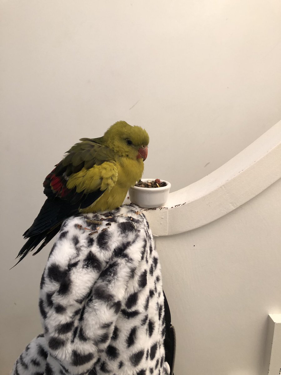 marilyne0222's tweet photo. Iemand een papegaai/ parkiet? Kwijt? Net voor de deur gevonden, super tam en lief! Stuur maar een berichtje. https://t.co/CAWyUCQ8Oc
