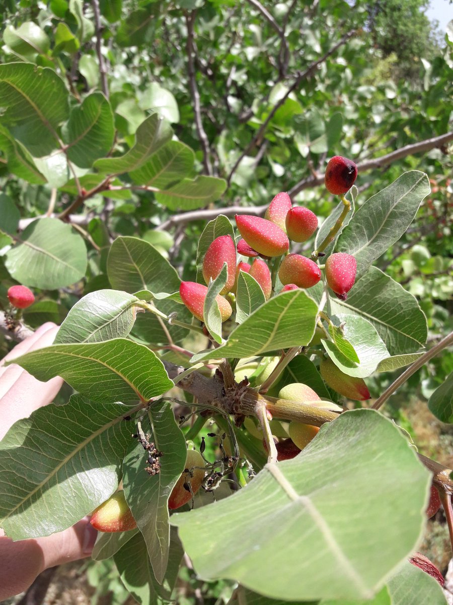 Memleket fıstığı 🤗#MutluPazarlar