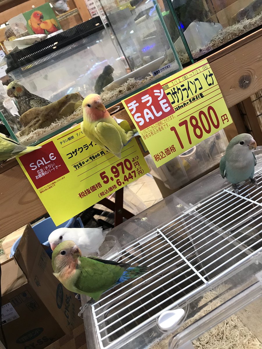 みみ 水彩画 月夜のコザクラインコ 値段は600円です みみ様専用 水彩画