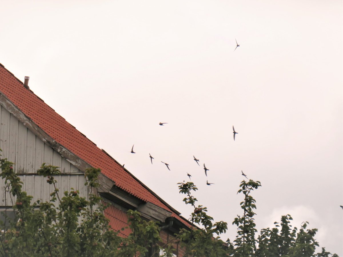 Saltytrees's tweet photo. #Mauersegler #ScreamingParty #Commonswift https://t.co/AGj2j0e9Bl