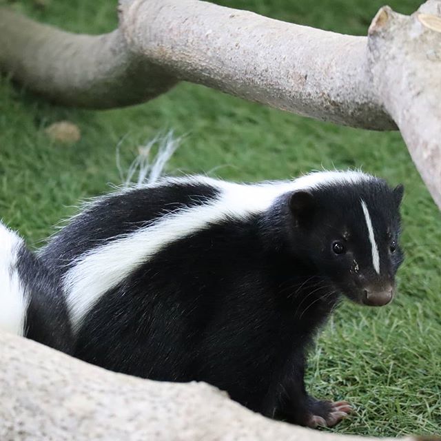 ট ইট র 那須どうぶつ王国 スカンク ってこんなにかわいい こちらは3月産まれの子 スカンクハウス 那須どうぶつ王国 Nasuanimalkingdom Nasu Animal Kingdom