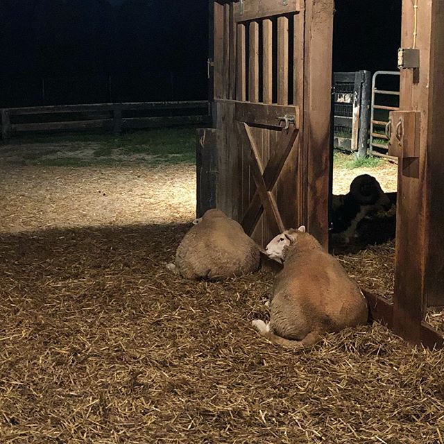 crazysheeplady's tweet photo. βNight, Maisie. βNight, Baba. Take care of each other.
#sheepfriends https://t.co/NBSPDyg7f3 https://t.co/VkvlJLzVcu