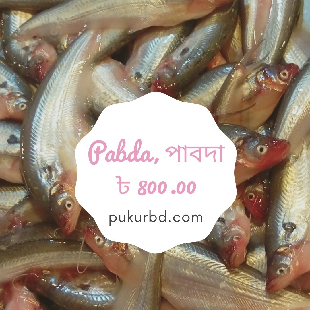 BdPukur's tweet photo. Plz like our page: https://t.co/aXRtrZHkOu
our website: https://t.co/iGqMkAhT1G
#seafish #dryfish #riverfish #fishmarket #ruifish #livefish #bigfish #pukurbd #livefish #āϰā§āĻāĻŽāĻžāĻ #āĻāĻžāϤāϞāĻžāĻŽāĻžāĻ #āĻāĻŋāϤāϞāĻŽāĻžāĻ #āĻāϞāĻŋāĻļāĻŽāĻžāĻ #āĻāĻāĻĄāĻŧāĻŽāĻžāĻ #āĻŦā§āϝāĻŧāĻžāϞāĻŽāĻžāĻ https://t.co/mPSIcQllBh