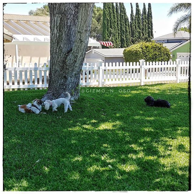 Gizmo_Lowrance's tweet image. Playing with friends! 
#brothersmayhem #cutestpuppyever #prapso #prapsopuppy #malshi #maltesemix #shihtzumix #puppylove #tinydogs #AdventureDogInTraining #assistanteditor #cutepuppies  #cutedogs #adorablepuppies #bookchewer #puppiesofinstagram #dogsofins… ift.tt/2SkwmGE