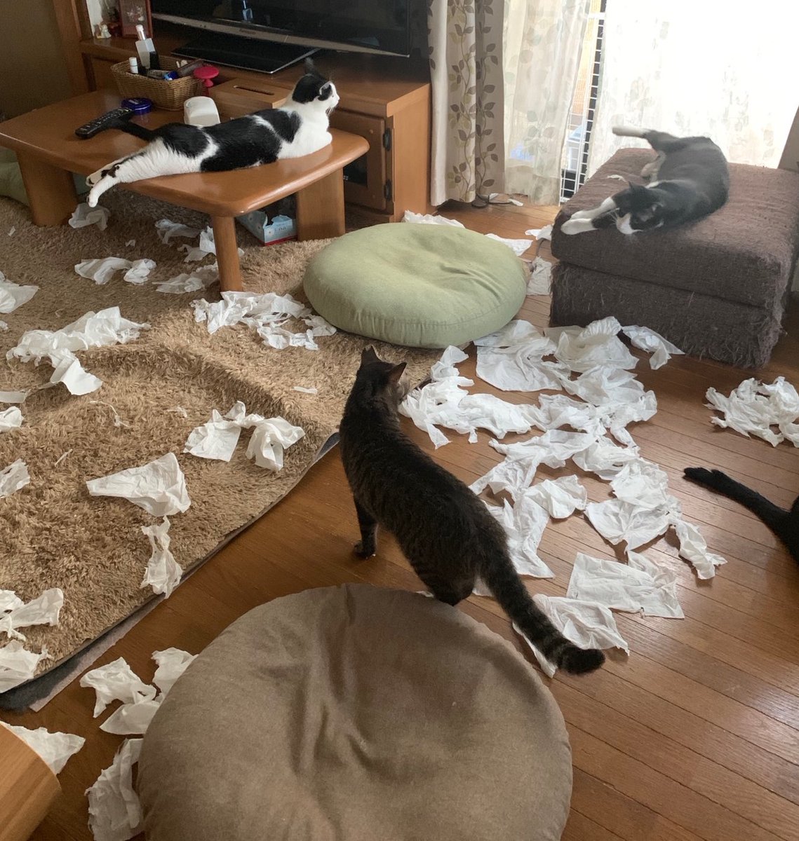 朝起きたら部屋中に猫さんのパーティーの痕跡まみれ 犯人特定は困難 左上の子が一番疲れてる Togetter 朝起きたら部屋中に猫さんのパーティーの痕跡まみれ 犯人特定は困難 左上の子が一番疲れてる Togetter