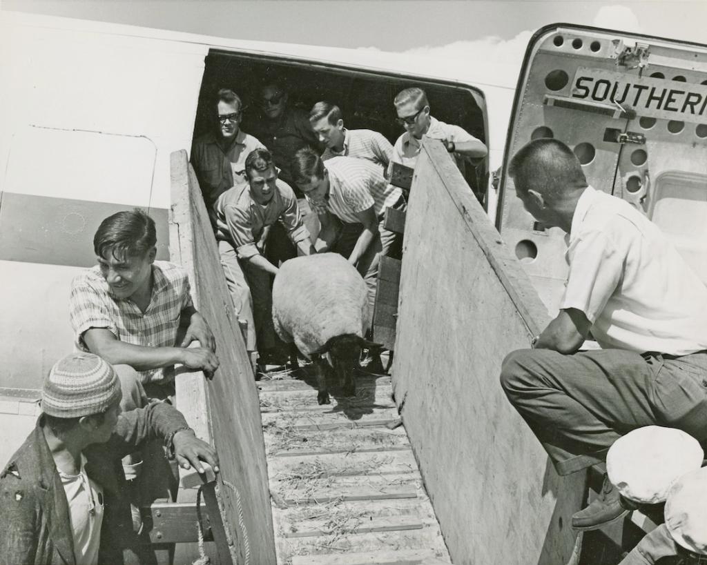 Heifer's tweet photo. Today is Heifer International's 75th anniversary! 🥳

Since 1944, Heifer has helped more than 34 million families lift themselves out of poverty by providing animals and training. Join our efforts today and help us continue to transform lives → https://t.co/MiuU9XRi9e

#Heifer75 https://t.co/X5W0JFMFhP