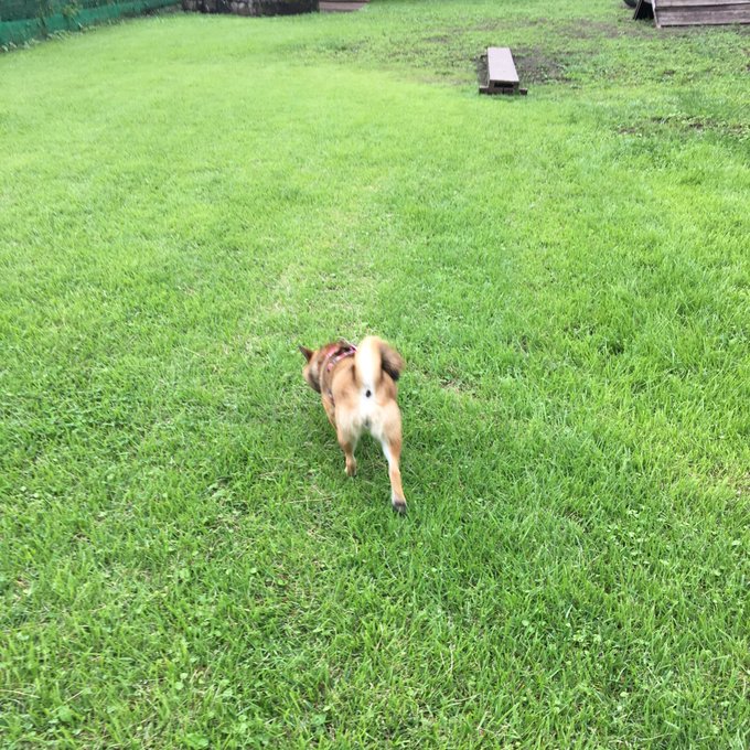 富士山のふもとで愛犬と遊べる まかいの牧場 ワンコとhappy Life