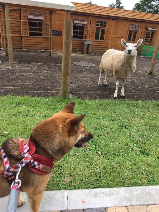 富士山のふもとで愛犬と遊べる まかいの牧場 ワンコとhappy Life