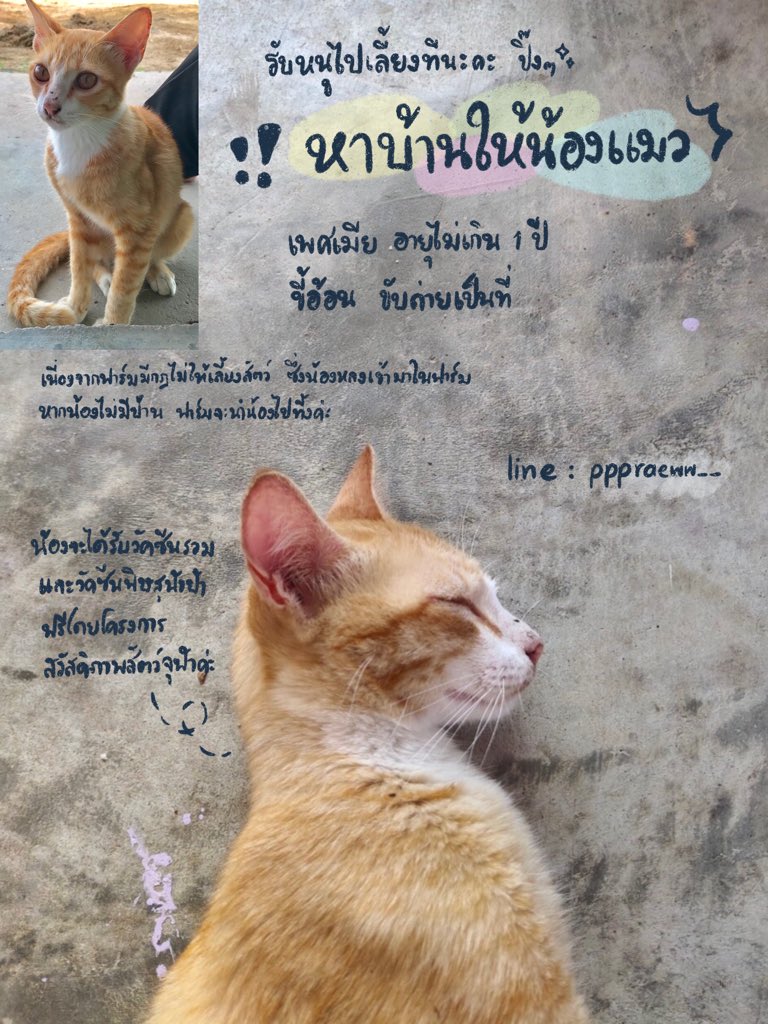 mmwthnu's tweet photo. [ pls RT ] น้องแมวส้มกำลังหาบ้านที่อบอุ่นฮ้าบบบ🧡 
ตอนนี้อยู่ฟาร์มที่ชลบุรีค่ะ จะนำน้องกลับกทมวันที่24นี้ ใครสนใจติดต่อไลน์ pppraeww__ (แพรว) หรือทวิตนี้(มิว) ก็ได้นะคะ ขอบคุณที่รีทุกแชร์ค่า🙏🏻💕 #ทาสแมว #ทวิตดีคนรีน้อย #แมวหาบ้าน https://t.co/6pKG6eRsoe