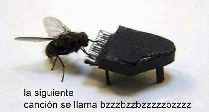 MindiCunij's tweet photo. yo: bueno, ahora sí a dormir.

mosca: ... https://t.co/lt5bXEjsra