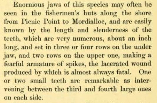 #SharkAwarenessDay Greynurse Sharks (loved by divers) were once common in Port Phillip Bay. In 1882 McCoy (first Director of <a href="/museumsvictoria/">Museums Victoria</a>) described them as “the commonest of the large sharks swimming round our bathing enclosures in Hobson’s Bay”. biodiversitylibrary.org/item/27160#pag…