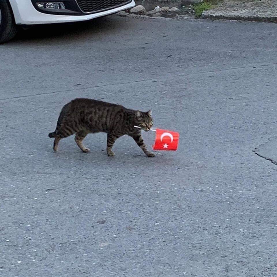 BilimSavunma's tweet image. Every #TurkishVan is a Turkish cat, but not every #TurkishCat is a Turkish Van. 😹 #turkishflag 🇹🇷#flagcat