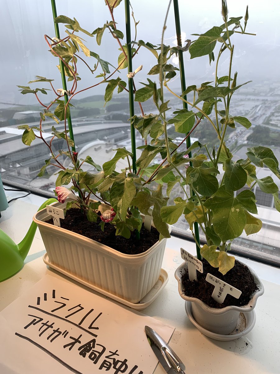 Uzivatel Bayfm Miracle Na Twitteru きょうで１４日目 番組と同じで アサガオさんも少しおやすみ アンナミラクル アサガオはじめました アサガオ観察日記 水やり当番 代用太陽