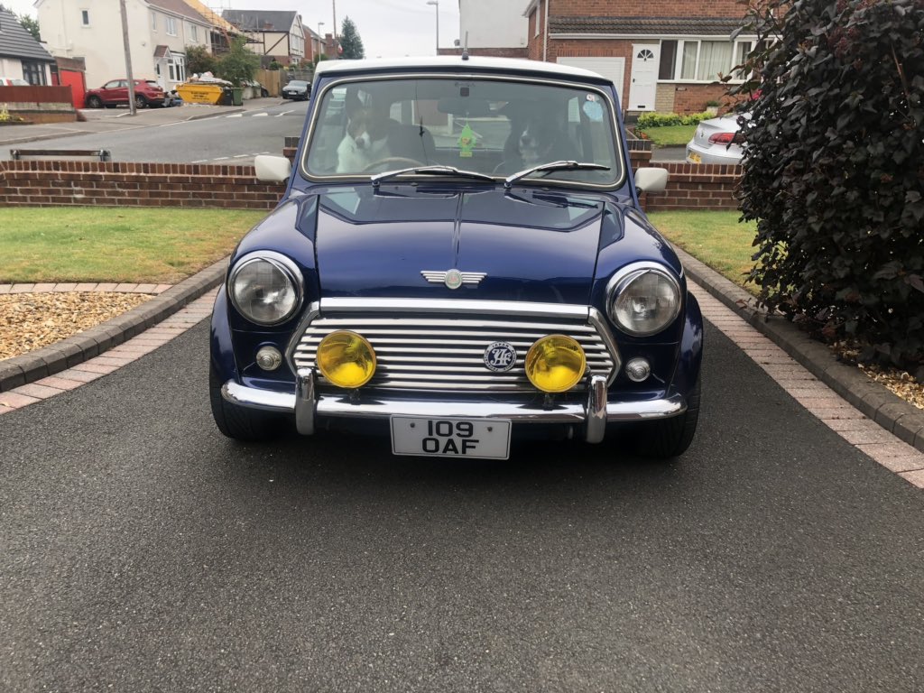 heroyoshimoto's tweet image. Luna and Sprocket are taking Hero out today