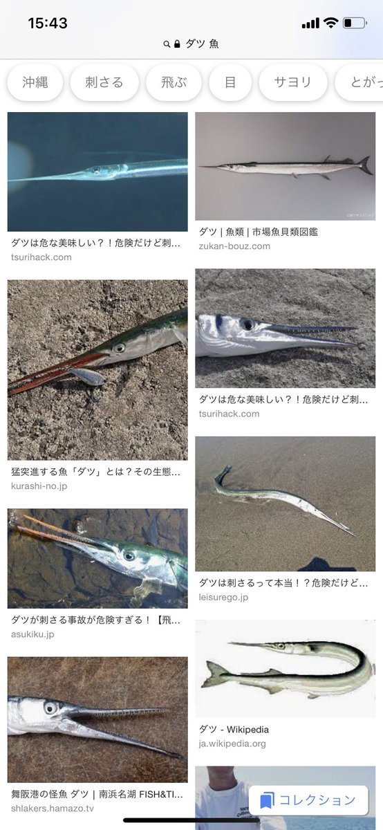 パラド Pa Twitter こちらがダツです 強い光に猛烈に向かっていく性質があり普通に海面を飛び出してくるので夜の海に灯りを向けたらダツ が飛んできて灯りが破壊されたとか人に突き刺さったみたいな事故が報告されています パラド Pa Twitter こちらがダツです 強い光に猛烈に向かっていく性質があり普通に海面を飛び出してくるので夜の海に灯りを向けたらダツ が飛んできて灯りが破壊されたとか人に突き刺さったみたいな事故が報告されています