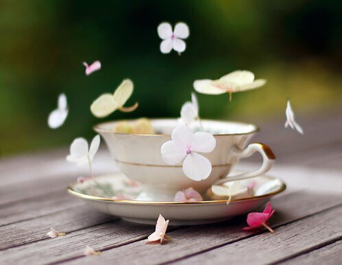 #صباح_الخير 

ومع كل صباح ، أنتم حاضرون بين شروق شمسه وتغريد عصافيره ورائحه القهوة التي تخالط نسيمه المحمّل بعبق الزهور ، جميلُ هو الصباح ، وبكم يصبح أجمل 🌸