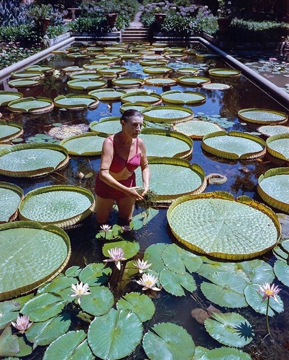 MDHCouture's tweet photo. We were today years old when we realized we should have become lily pad farmers. ☘️ #moodfood  via @templeofleaves https://t.co/yYsZ30Om93