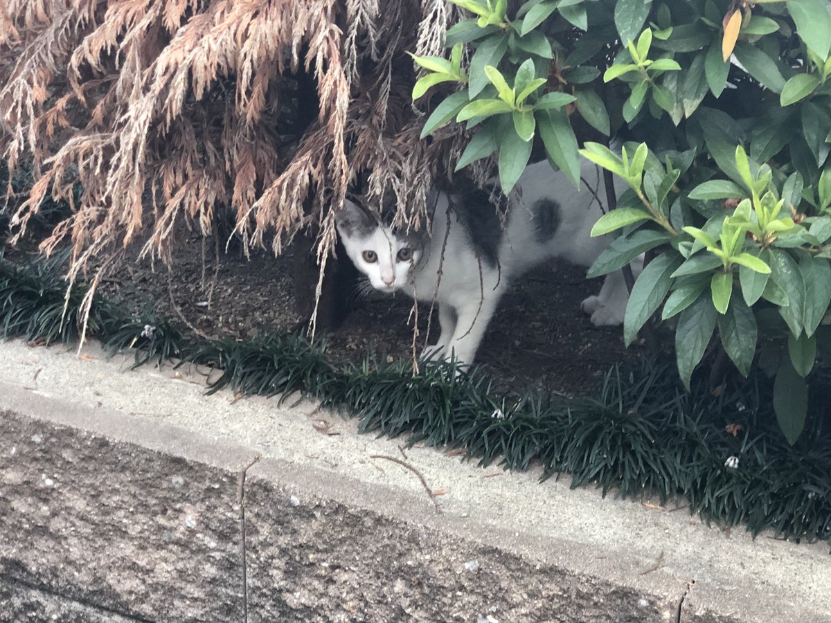 NyanNekoneko2's tweet photo. 【預かりさん協力者募集】
虐待現場に残された猫たちを一緒に保護して預かってくださる方いらっしゃいませんか。
現在1人で保護〜里親探しをしていますが、増えてしまい手に負えなくなってしまいました。
生まれたばかりの子猫含めると10匹くらいいると思われます。
#拡散希望 #猫 #保護 #京都 https://t.co/iOHd75uDtN