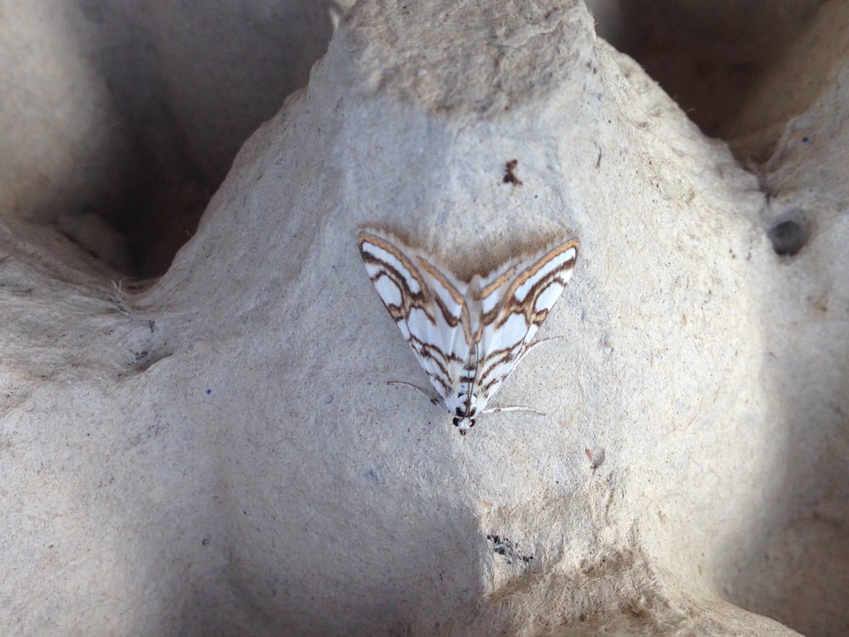 ianrobinson271's tweet photo. Some dark and light moths from last night. Beautiful china mark really are wonderful and clear to see how grey dagger gets its name @BC_Norfolk #teammoth #mothsmatter https://t.co/nqIg7EkpSE