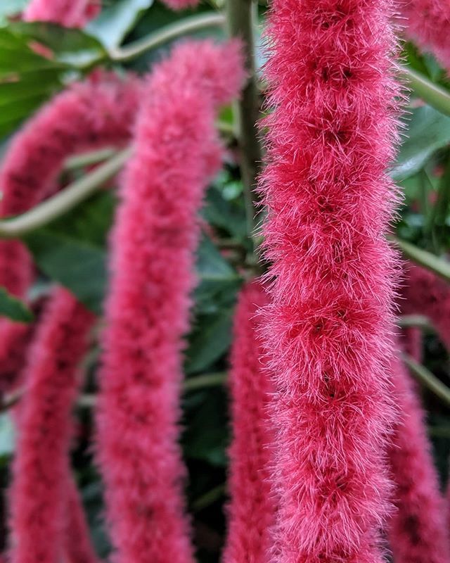GeekEngineering's tweet photo. Bristly Fox Tail
.
.
.
.
#niagarafalls #niagara #ontario #canada #ohcanada #butterflyconservatory #botanicalgarden #acalyphahispida #redhotcatstail #foxtail #hair #hairy #fur #furry #pink #medusa #tentacles #houseplants #travel #travelphotography #teampi… https://t.co/H4me6EUEVb https://t.co/TMh9gzgPoD