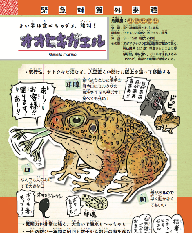オオヒキガエル。サトウキビ畑の害虫駆除目的で導入され爆発的に異常繁殖した毒ガエル。卵、オタマ共に毒持ちで飲料水まで汚染し、海水も平気という文句無しにヤバい蛙?。でも全部人間のせい。

#池の水ぜんぶ抜く
試し読みページ有ります➡️… 