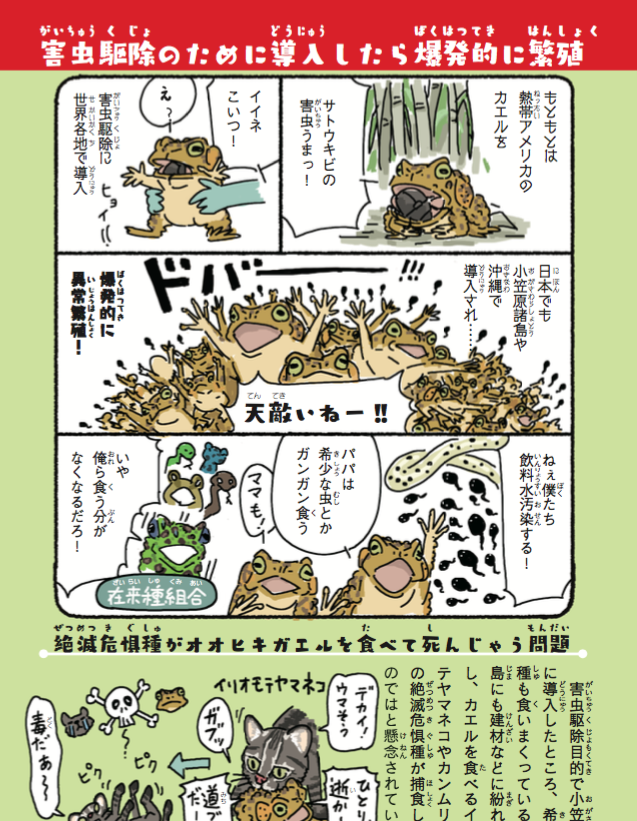 オオヒキガエル。サトウキビ畑の害虫駆除目的で導入され爆発的に異常繁殖した毒ガエル。卵、オタマ共に毒持ちで飲料水まで汚染し、海水も平気という文句無しにヤバい蛙?。でも全部人間のせい。

#池の水ぜんぶ抜く
試し読みページ有ります➡️… 