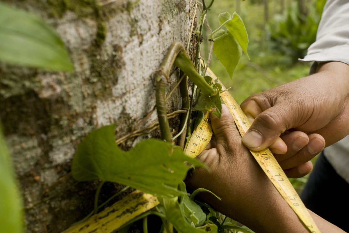 CLevelBalanced's tweet photo. The Scolel’te project is taking action on climate through research into #agroforestry systems &amp; tree species best suited to climate change adaptation as well as Community Land Plans being used to guide a strategy for low carbon emissions in rural development. #sdgs2030 https://t.co/S0DOVqoUgL