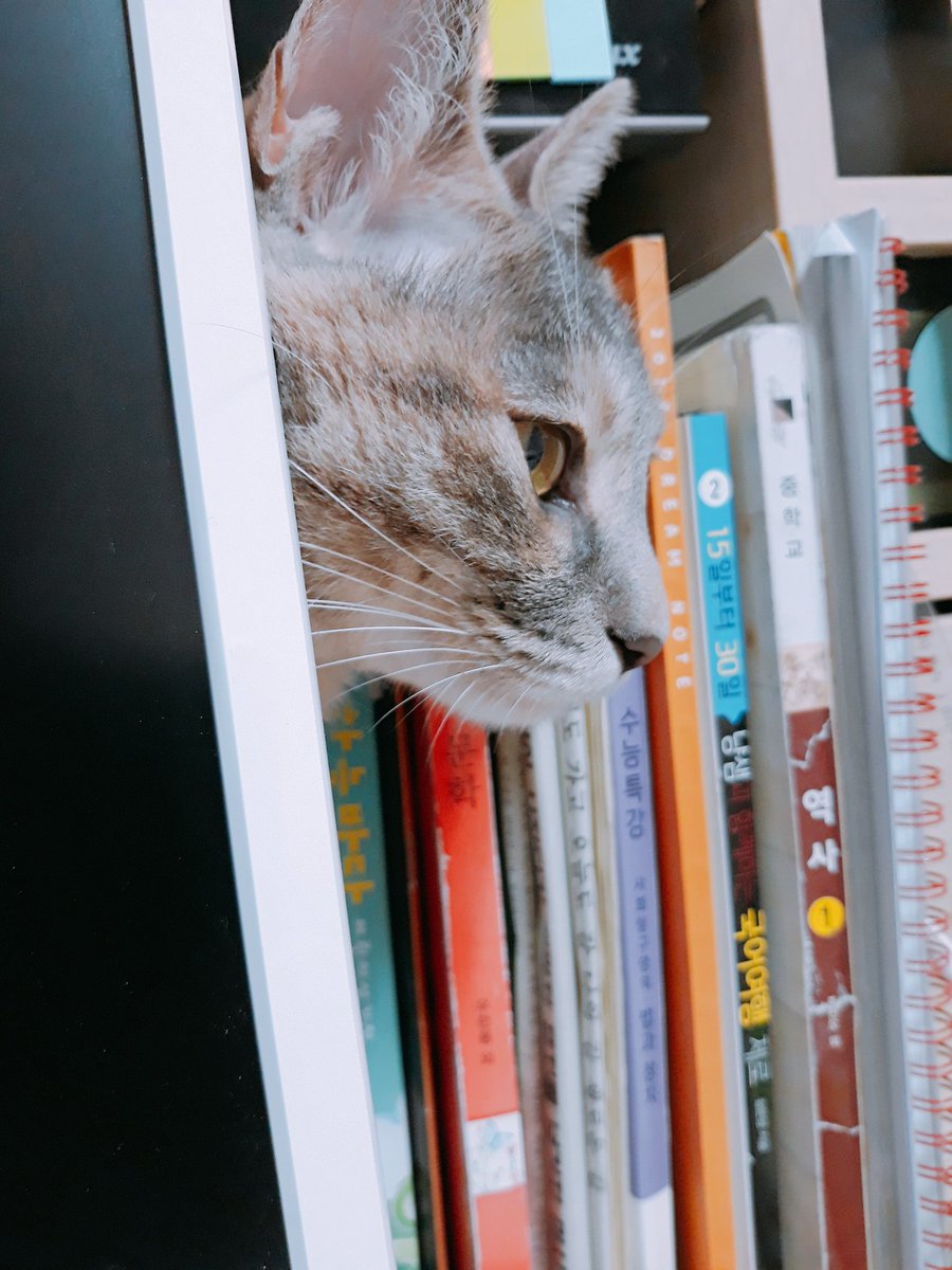 날마다 와사비 (@daily_sabi) on Twitter photo 