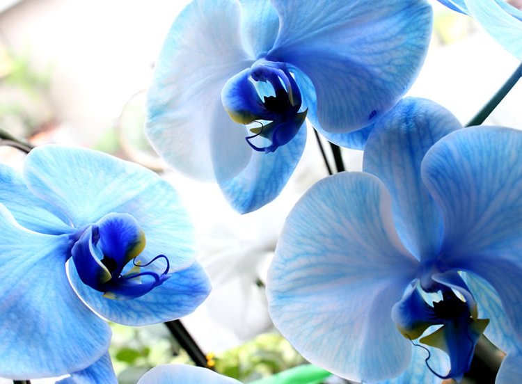 Letter_flowers's tweet photo. ◆ブルーエレガンス◆

世界でも4社しか作製が成功していない青い胡蝶蘭。

希少価値が高い花でお祝い事等の際に贈られることが多い花。

花言葉は『幸福が舞い込んでくる』 https://t.co/uL0V4SrqDJ