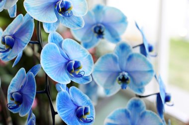 Letter_flowers's tweet photo. ◆ブルーエレガンス◆

世界でも4社しか作製が成功していない青い胡蝶蘭。

希少価値が高い花でお祝い事等の際に贈られることが多い花。

花言葉は『幸福が舞い込んでくる』 https://t.co/uL0V4SrqDJ