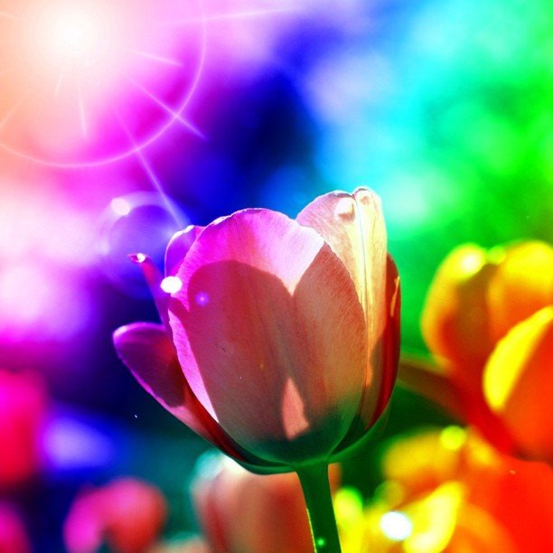 Letter_flowers's tweet photo. ◆レインボーチューリップ◆

人為的に作製された花。

染料を茎から吸わせて花の部分に着色させて作られます。

花言葉は『希望の架け橋』 https://t.co/Q55VDPUyhO