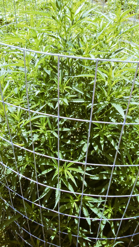 AmeriCannaBlunt's tweet photo. My young student eats the knowledge up. Food industry plans are full steaam ahead in cannabis edibles. This young chef / hemp producer makes tasty & effective organic #hempfood
Next ,Im teaching the art of vinegar stripping plants . #DATGOOD 🌱#TERPS🌱
#TeachKidsSoTheyGrowWell https://t.co/6KTUT7WFWA