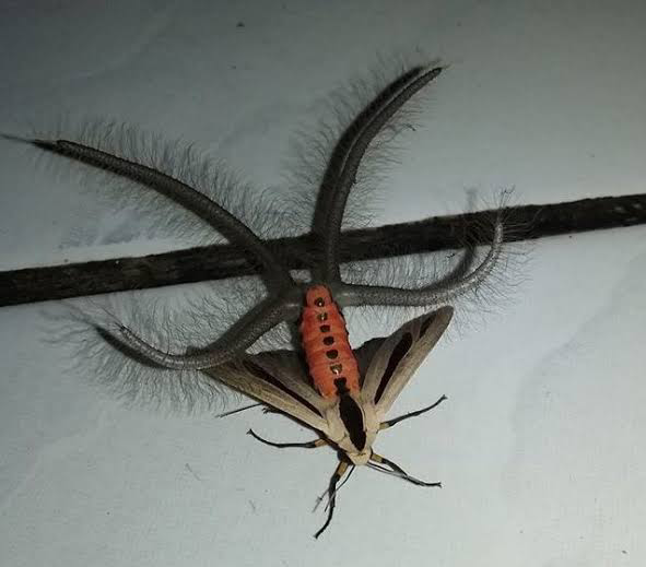 Rꋏ Pa Twitter グロ注意だけど黒条灯蛾って蛾やばくない こんなん部屋に出たら気絶する自信しかないですけど