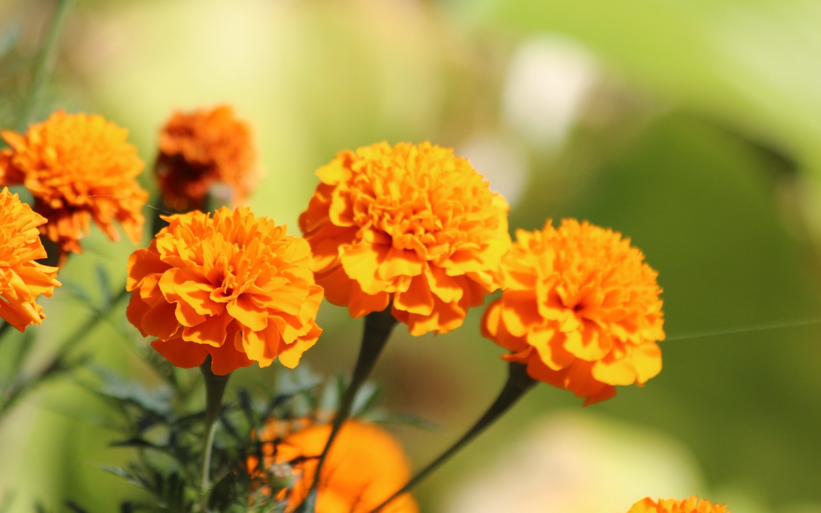 創作に使える花ことば マリーゴールド 聖母マリアの祭日に咲くことから 聖母マリアの黄金の花 と言われています 花言葉は 絶望 花言葉 花ことば T Co Imrzajmxe4 Twitter