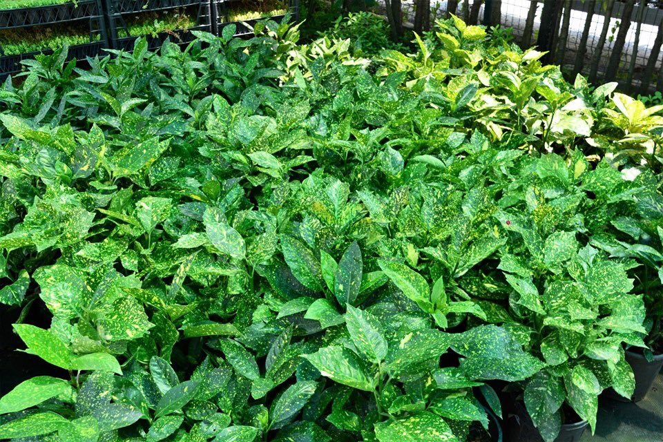 bahcemarket's tweet photo. Japon Akubası, Aucuba japonica. Çok yıllık, her dem yeşil ve yavaş büyüyen bir dış mekan bitkisidir. Yarı gölge alanlarda yetişir. Besin değeri yüksek toprakları sever. Toprağı kurudukça sulanmalıdır. Süs bitkisi olarak park ve bahçelerde kullanılabilir.
#akuba #pazar https://t.co/WULIV93et5