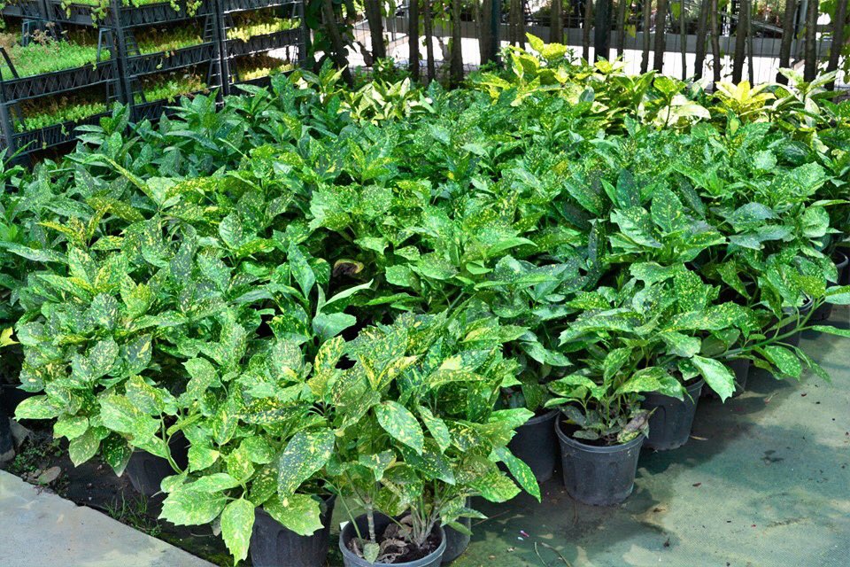 bahcemarket's tweet photo. Japon Akubası, Aucuba japonica. Çok yıllık, her dem yeşil ve yavaş büyüyen bir dış mekan bitkisidir. Yarı gölge alanlarda yetişir. Besin değeri yüksek toprakları sever. Toprağı kurudukça sulanmalıdır. Süs bitkisi olarak park ve bahçelerde kullanılabilir.
#akuba #pazar https://t.co/WULIV93et5