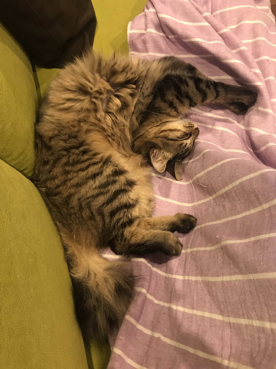 猫おもしろ Hashtag On Twitter