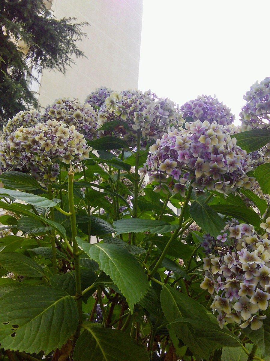 thera_forJK's tweet image. #Clouds #Sky #ForJK /27/ 
 
*140719 @BTS_twt