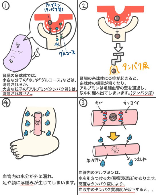 ゴロ 解剖生理イラスト Rockybabyto さんのマンガ一覧 2ページ ツイコミ 仮