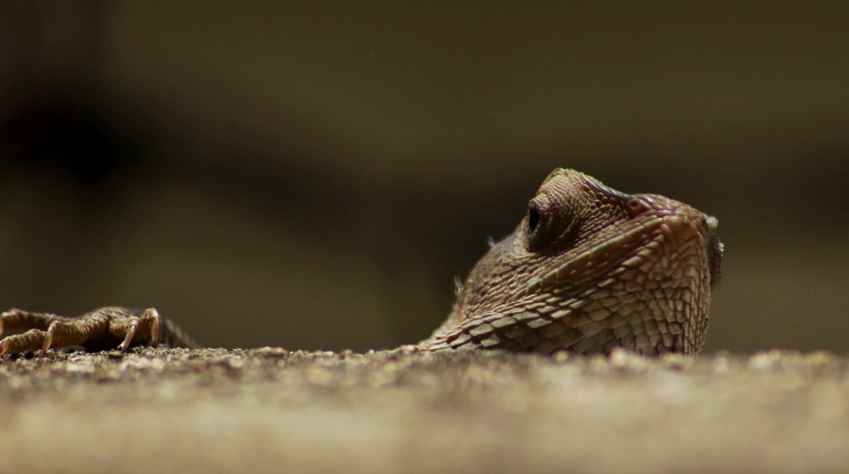 Peeping.. #natgeo #YourShot #amateurphotography #photography #gardenlizard @NatGeoIndia @NatGeoPhotos @AP_Magazine @Canon