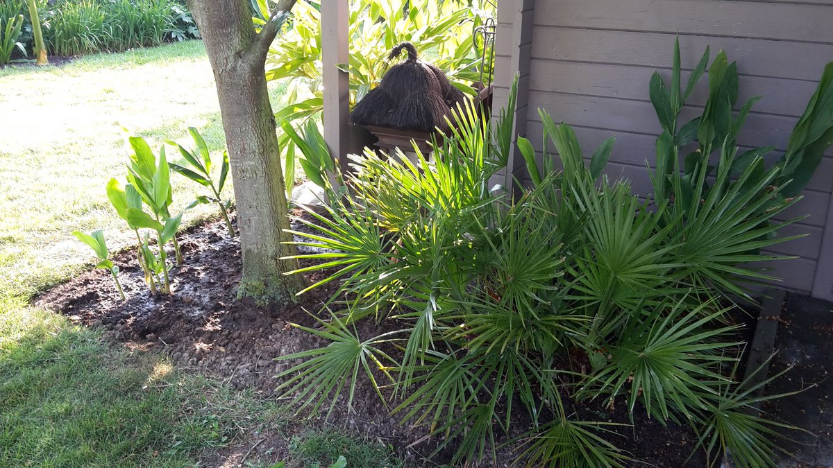 PeterVandeweyer's tweet photo. Chamaerops humilis #palms #chamaerops #garden https://t.co/bZm9JjiqLr