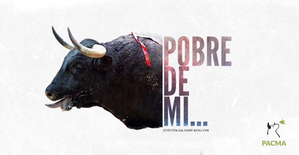 PartidoPACMA's tweet photo. Con el "Pobre de mí" acaba la tortura a los toros en #SanFermin 

Los 🐂 que corren los encierros pagan con su vida un rato de diversión para unos pocos. Es hora de abandonar estas tradiciones y dar paso a una cultura basada en el respeto.

#SanFerminesSinViolencia #Encierro8RTVE https://t.co/FJnoGjcbKv