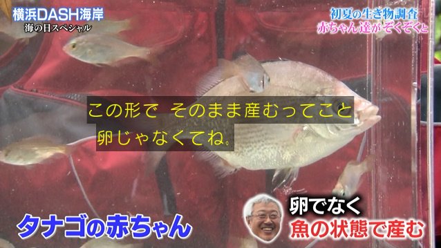 Dash海岸を参考に作ったものの生き物が来ない 青森駅前干潟 をtokioが改善した結果5分でカニが来る 鉄腕dash Togetter