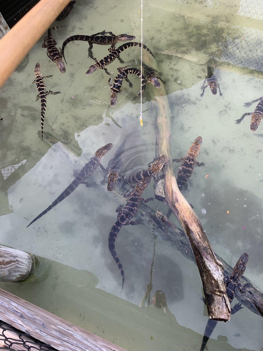 2hotshotz's tweet photo. Fed crocodiles today. SUPER FUN!!! #love #followback #Twitterers #tweegram #photooftheday #20likes #amazing https://t.co/McAnOSC9At