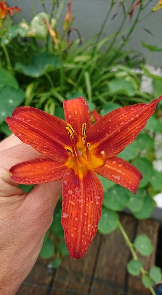 d_akkers's tweet photo. 2.3 #Ediblecities!
A grey and rainyday☔ on the #rooftopfarm, farming between the showers. Harvesting the #edibleflowers and the #rooftoptomatoes &amp; more ... #rotterdamisblooming!!!
photographer: @LydiaVanDeursen https://t.co/gP4mzEa9Ev https://t.co/Lit9Z2dS1F