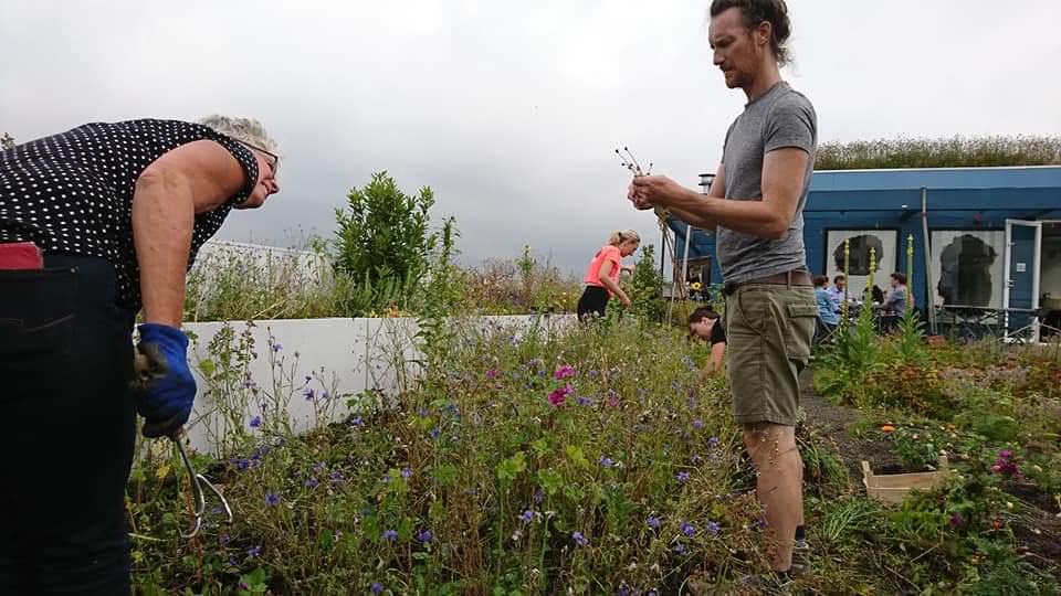 d_akkers's tweet photo. 3.3 #Ediblecities!
A grey and rainyday☔ on the #rooftopfarm, farming between the showers. Harvesting the #edibleflowers and the #rooftoptomatoes &amp; more ... #rotterdamisblooming!!!
photographer: @LydiaVanDeursen https://t.co/G2eY6a1aFX