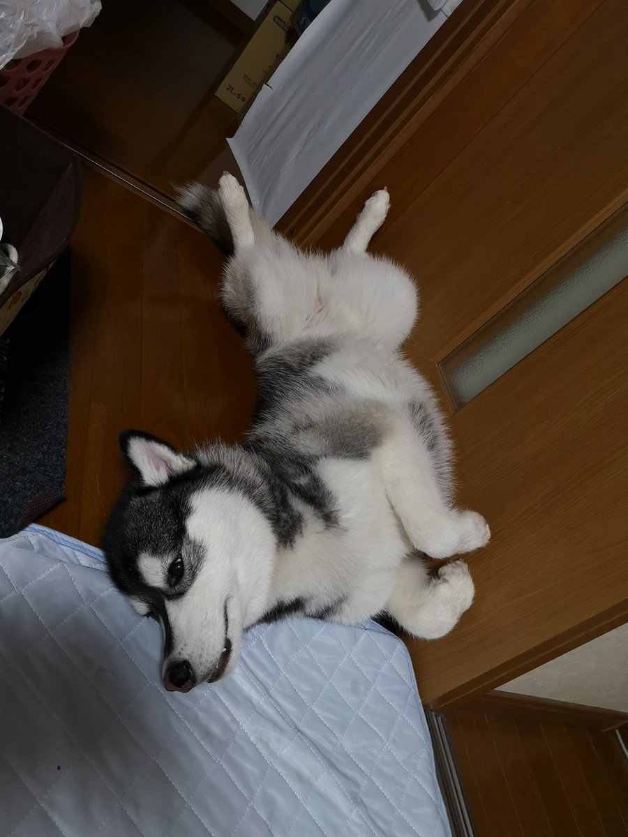 エルフィ家のわんにゃんライフ 三連休なので 実家に帰省 早速 寛ぐエルフィとあっという間に溶け込んだシェリ シベリアンハスキー Siberianhusky ミックス犬 保護犬 多頭飼い