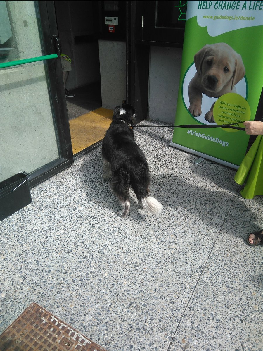 DogLogForToday's tweet image. This is Millie